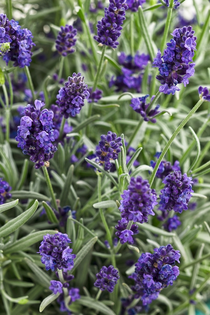 Sweet Romance® - Lavandula angustifolia from Evans Nursery