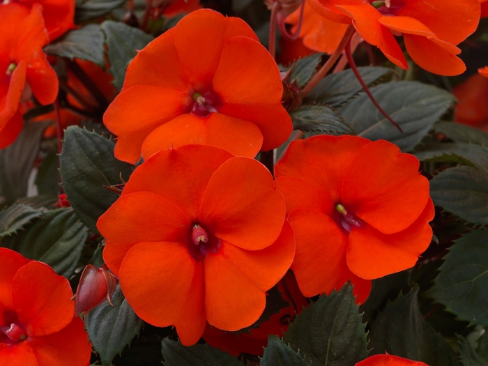 SunPatiens® Impatiens - Impatiens 'Compact Hot Coral' from Evans Nursery