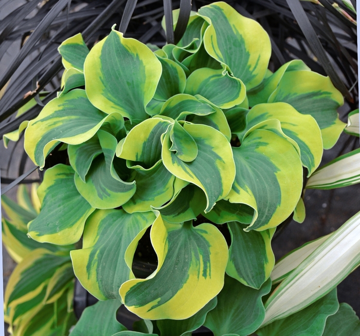 School Mouse Hosta, Plantain Lily - Hosta ''School Mouse'' PP29559 (Hosta, Plantain Lily) from Evans Nursery