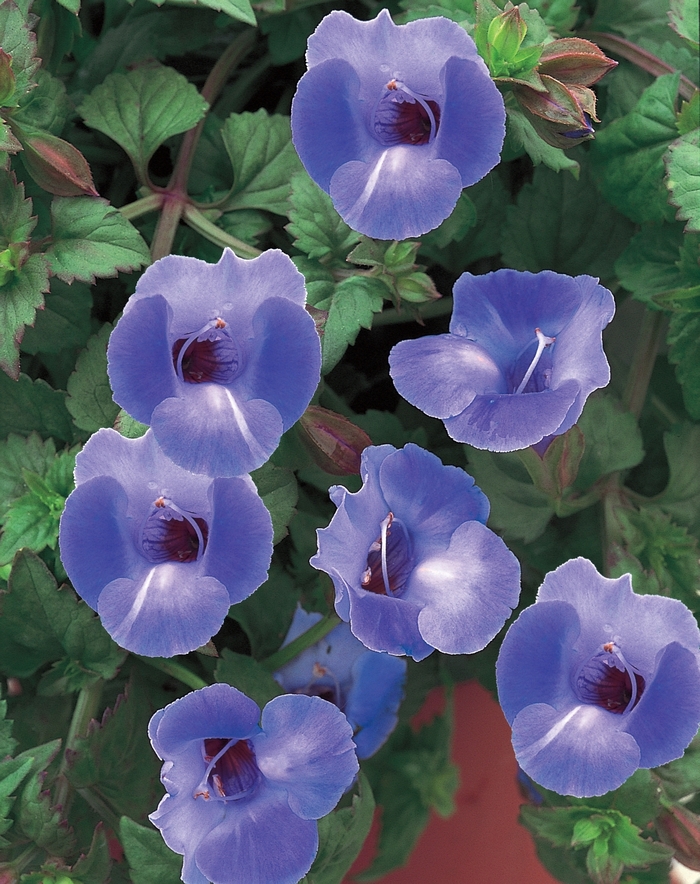 Summer Wave® Large Blue - Torenia hybrid from Evans Nursery