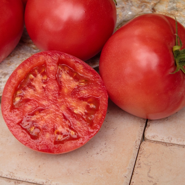 Bradley Tomato 'pink' - Solanum 'Bradley' from Evans Nursery