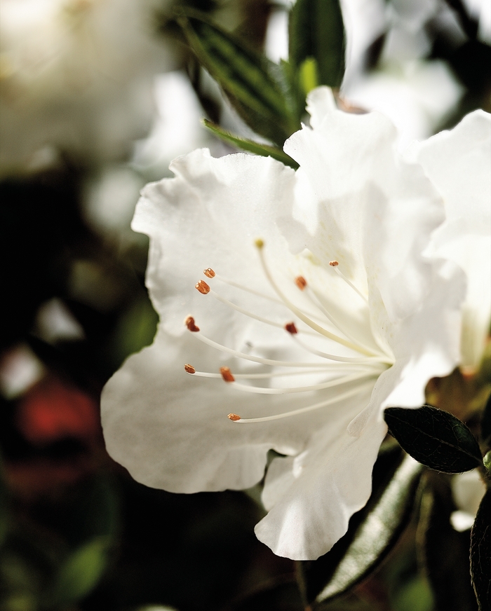  Encore® Autumn Angel® - Rhododendron hybrid from Evans Nursery
