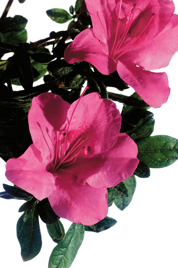 Encore® Autumn Carnival® - Rhododendron hybrid from Evans Nursery