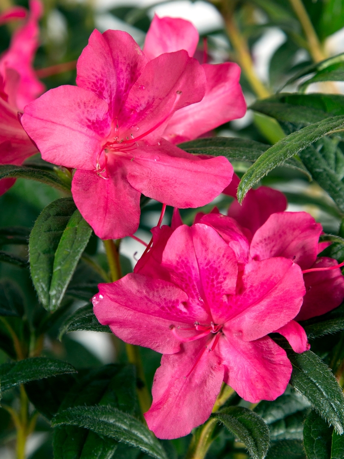Encore® Autumn Jewel® - Rhododendron hybrid from Evans Nursery