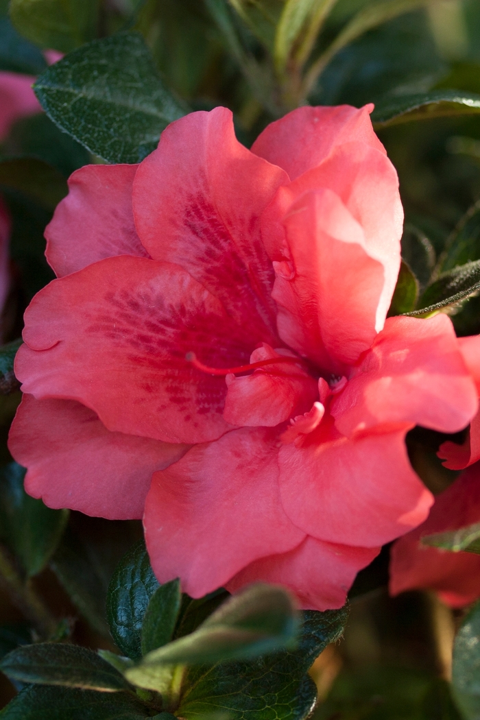 Encore® Autumn Princess® - Rhododendron hybrid from Evans Nursery