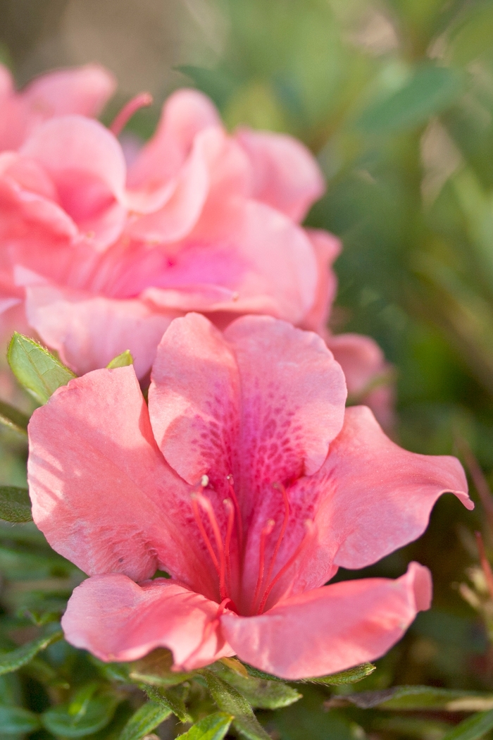 Encore® Autumn Coral® - Rhododendron hybrid from Evans Nursery