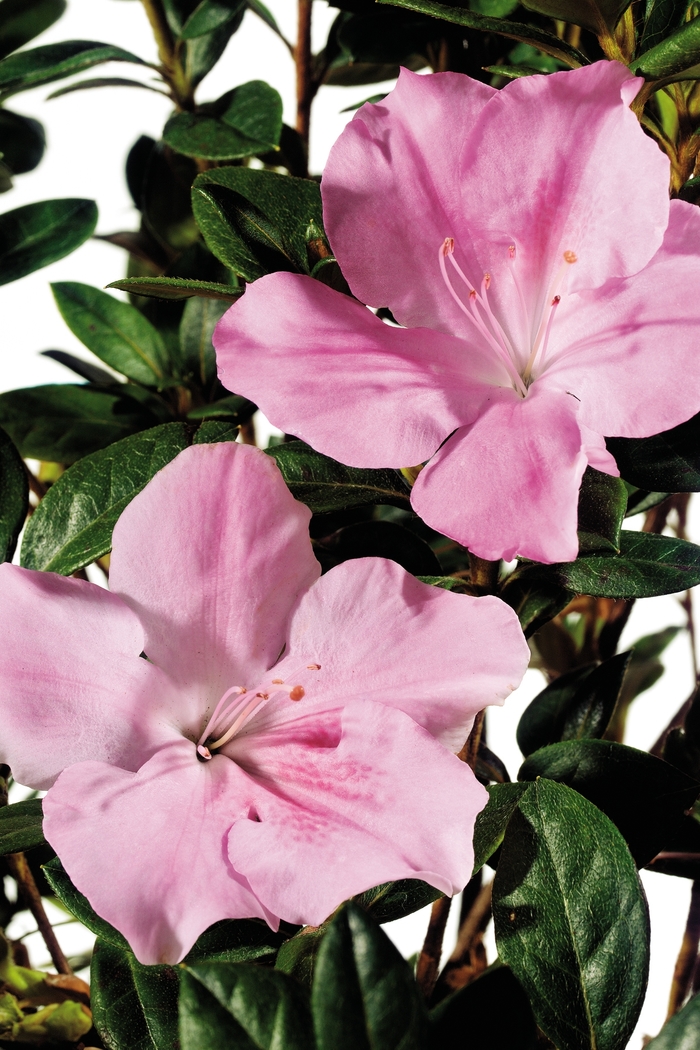 Encore® Autumn Sweetheart® - Rhododendron hybrid from Evans Nursery