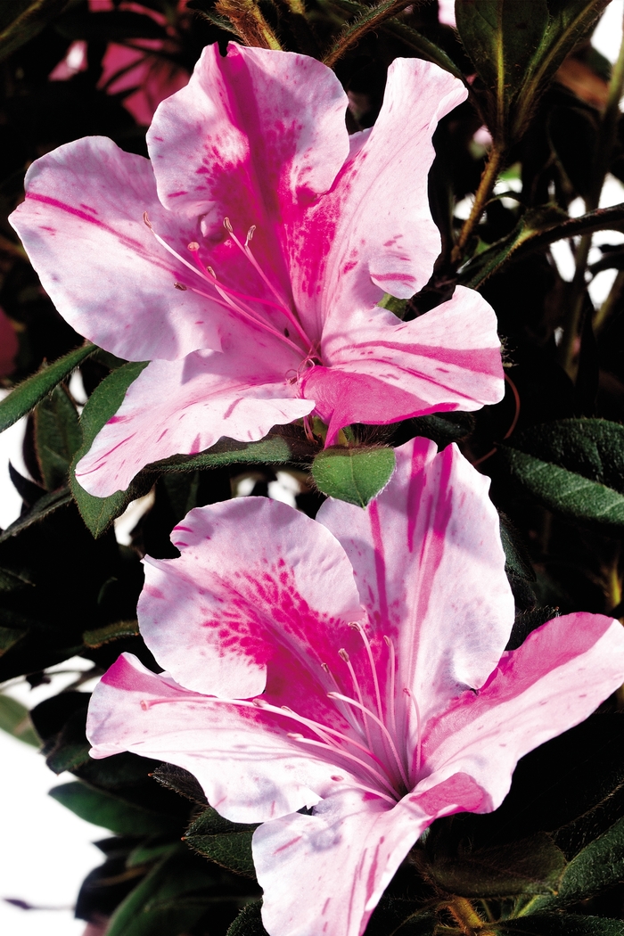 Encore® Autumn Twist® - Rhododendron hybrid from Evans Nursery