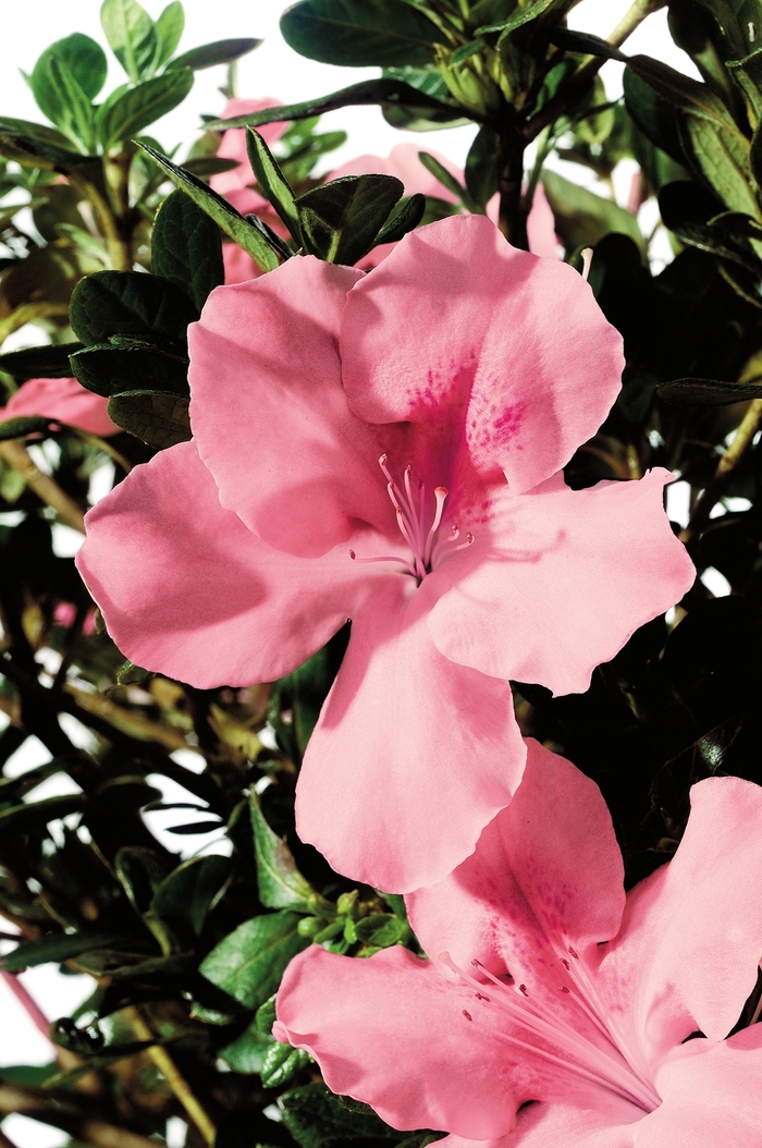 Encore® Autumn Debutante® - Rhododendron hybrid from Evans Nursery
