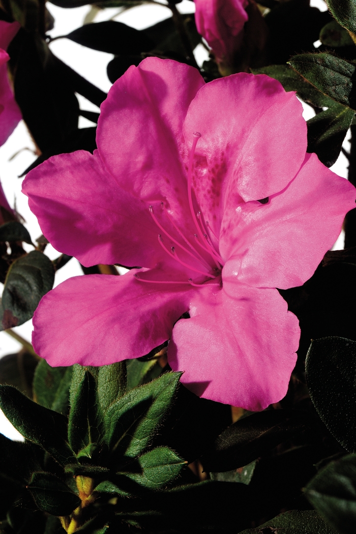 Encore® Autumn Sangria® - Rhododendron hybrid from Evans Nursery