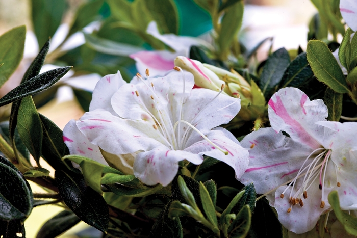 Encore® Autumn Starlite® - Rhododendron hybrid from Evans Nursery