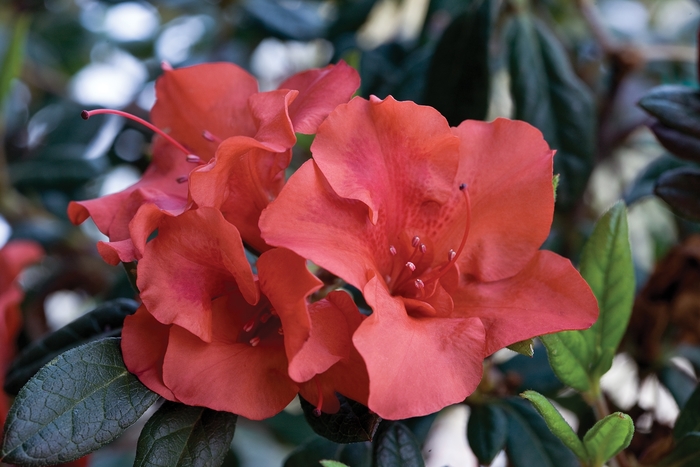 Encore® Autumn Embers™ - Rhododendron hybrid from Evans Nursery
