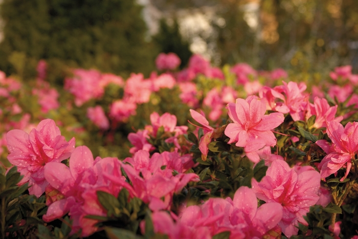 Encore® Autumn Empress™ - Rhododendon hybrid from Evans Nursery