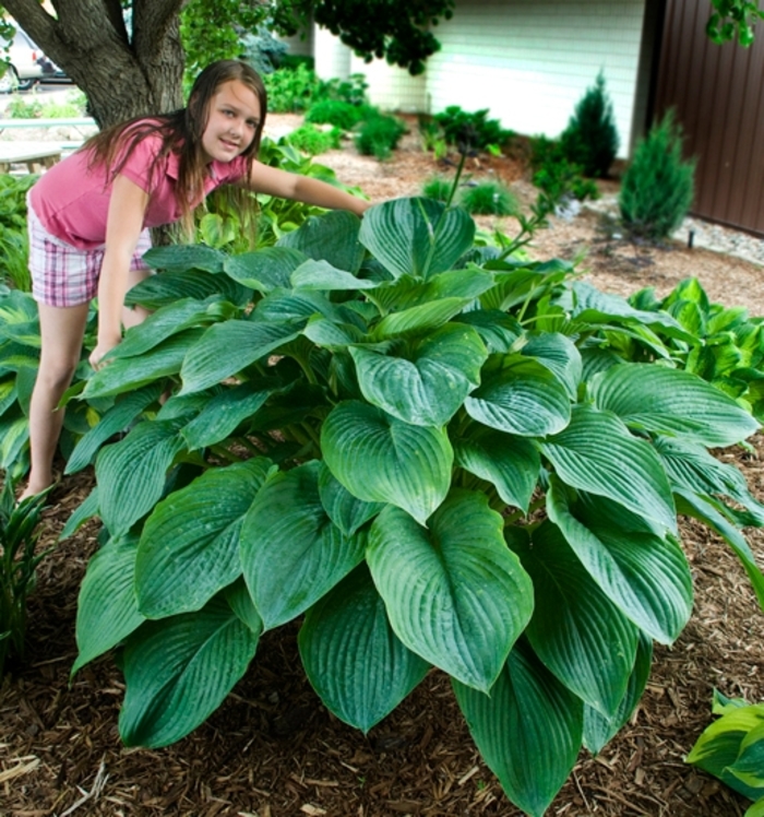 Shadowland® Empress Wu - Hosta ''Empress Wu'' PP20,774 (Plantain Lily, Hosta) from Evans Nursery