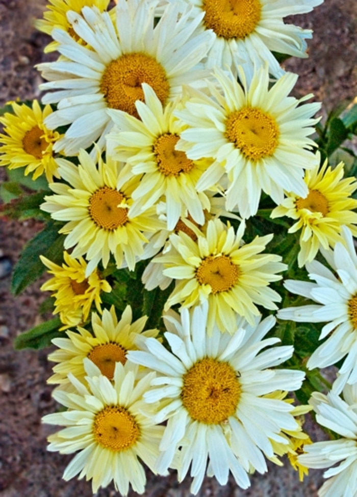 Amazing Daisies® 'Banana Cream' - Leucanthemum superbum from Evans Nursery