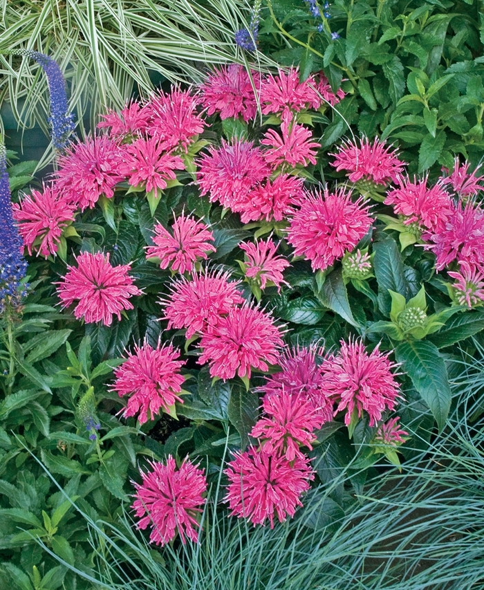 'Pardon My Pink' - Monarda didyma from Evans Nursery