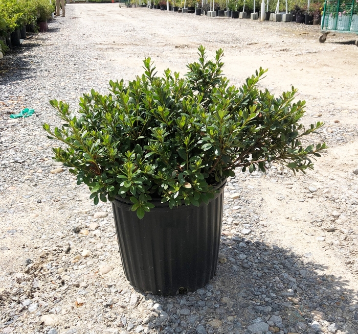 'Gumpo Pink' - Rhododendron hybrid from Evans Nursery