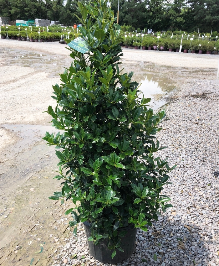 'Oak Leaf™' Red Holly - Ilex from Evans Nursery