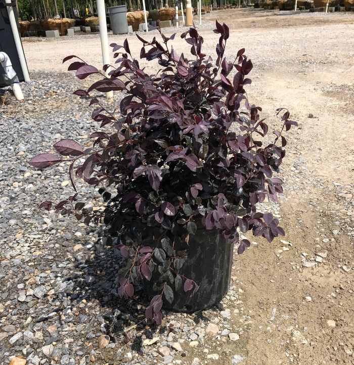 Ruby Loropetalum - Loropetalum chinense 'Ruby' from Evans Nursery