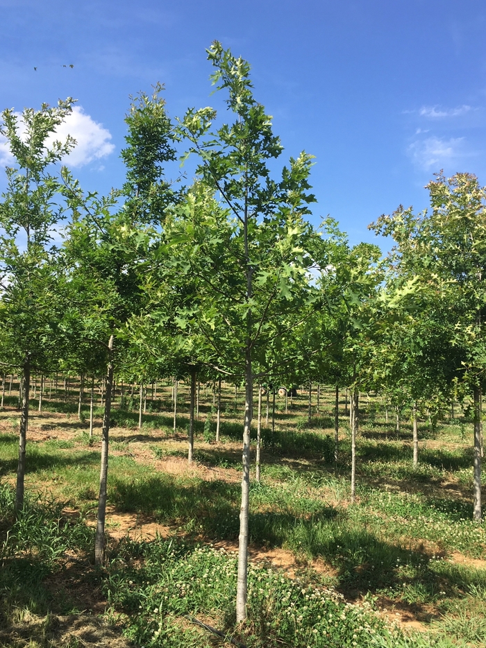 Nuttall Oak - Quercus nuttallii from Evans Nursery