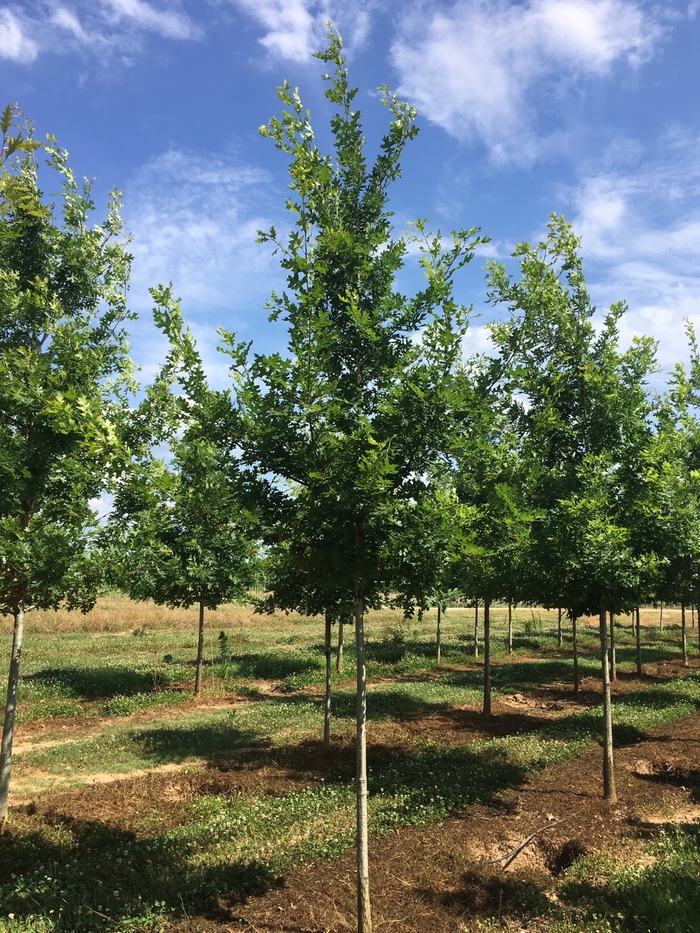 Shumard Oak - Quercus shumardii from Evans Nursery