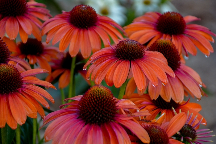 Color Coded™ 'Orange You Awesome' - Echinacea hybrid from Evans Nursery