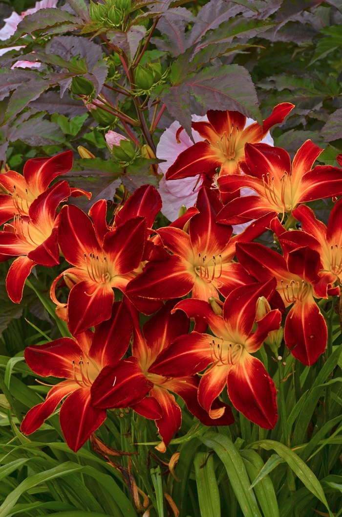 Rainbow Rhythm® Ruby Spider - Hemerocallis hybrid from Evans Nursery