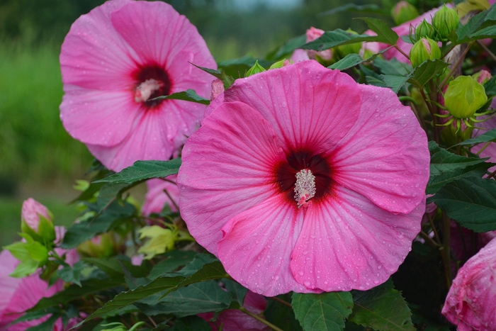Summerific® 'Candy Crush' - Hibiscus (Rose Mallow) from Evans Nursery