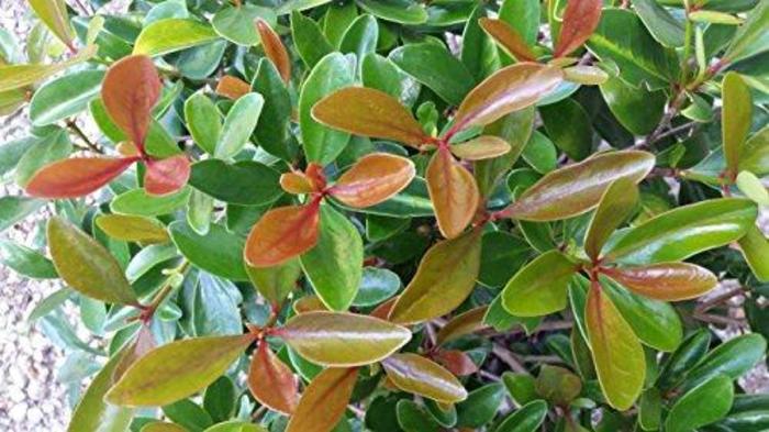 Cleyera - Ternstroemia gymnathera 'LeAnn' from Evans Nursery