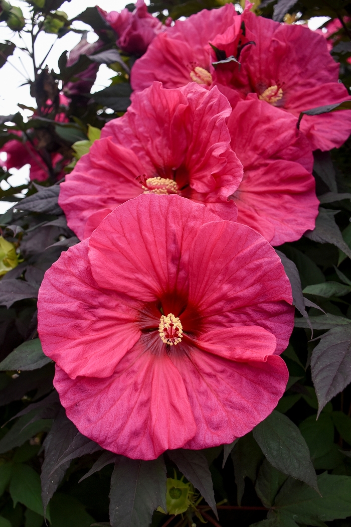 Summerific® 'Evening Rose' - Hibiscus hybrid from Evans Nursery