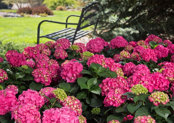 'Summer Crush®' - Bigleaf Hydrangea from Evans Nursery