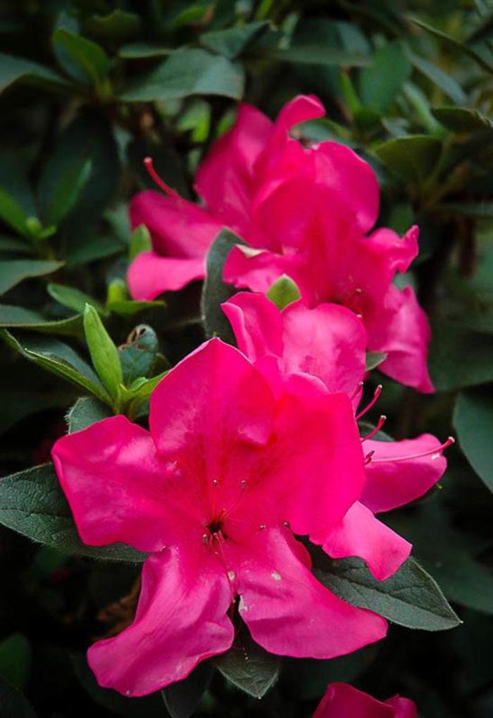 Encore® Autumn Fire® - Azalea from Evans Nursery