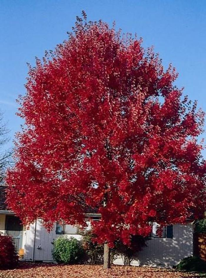 Red Maple - Acer rubrum 'Summer Red' from Evans Nursery