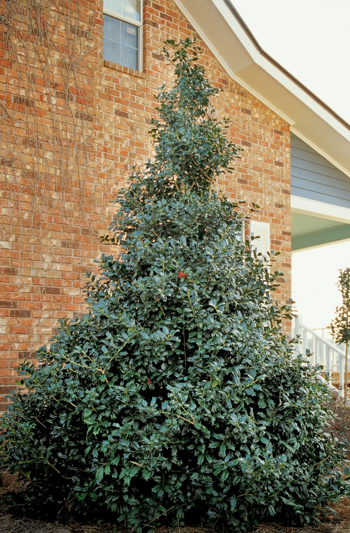 Robin ™ Red Holly - Ilex x 'Conin' PP9486 from Evans Nursery