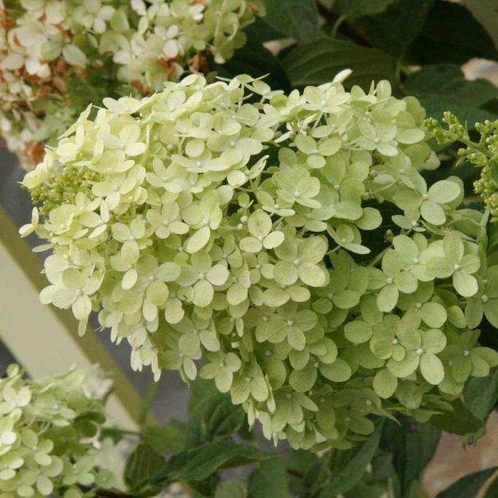 'Limelight' - Hydrangea paniculata from Evans Nursery