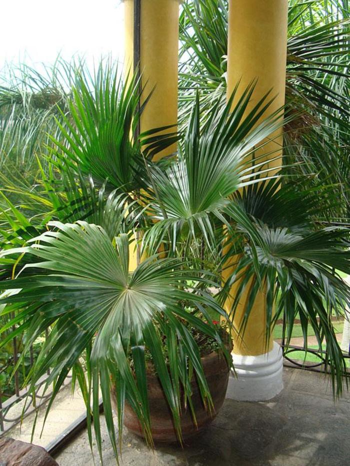 Chinese Fan Palm - Livistona chinensis from Evans Nursery