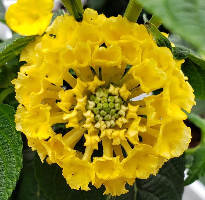 Luscious ® Bananarama™ - Lantana camara from Evans Nursery