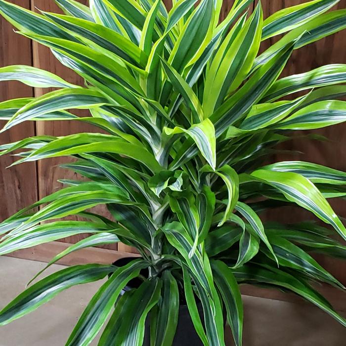 Draceana 'lemon lime' - Dracaena Corn Plant from Evans Nursery