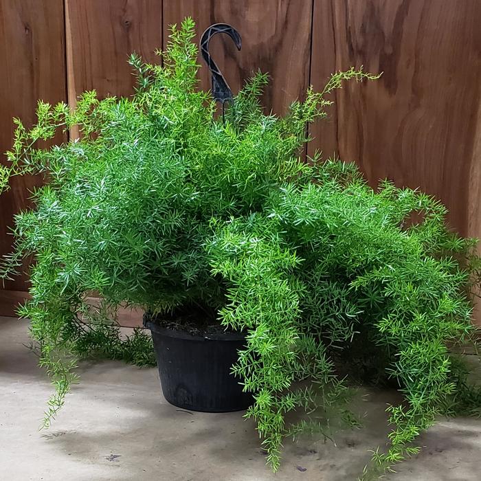 Densiflorous 'Sprengeri', Springerii Asparagus Fern Basket