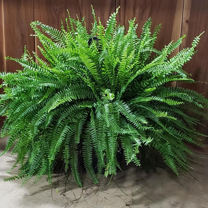 Boston Fern - Nephrolepis exaltata from Evans Nursery