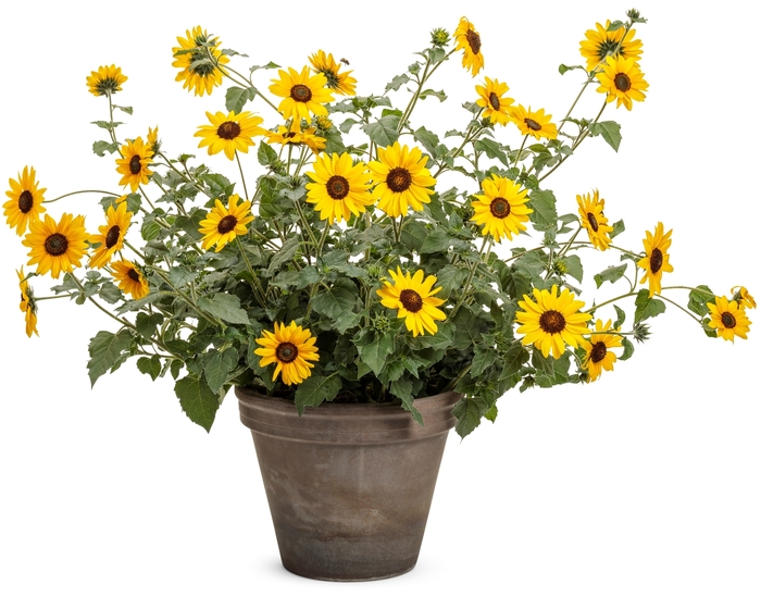 Suncredible® Yellow - Helianthus 'Yellow' (Sunflower) from Evans Nursery