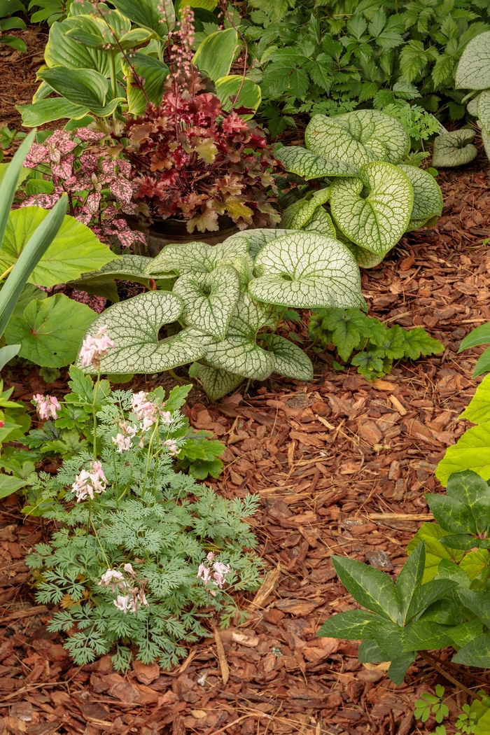 'Jack of Diamonds' - Brunnera macrophylla from Evans Nursery