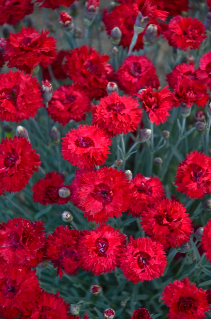 Fruit Punch® 'Maraschino' - Dianthus hybrid from Evans Nursery