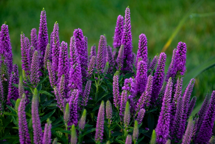 Magic Show® Purple Illusion - Veronica hybrid from Evans Nursery