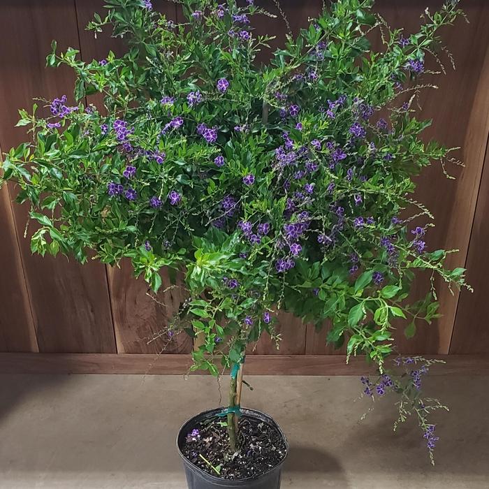 Duranta Sapphire (Tree Form) - Duranta Sapphire from Evans Nursery