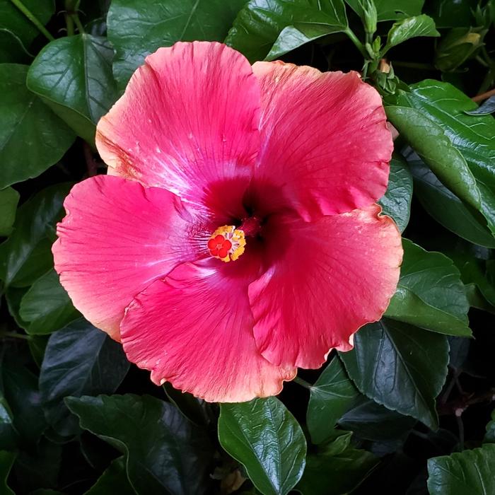 Tropical Hibiscus 'Fiesta' - Fiesta Hibiscus ( Tree Form) from Evans Nursery