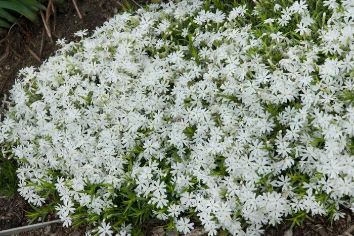 'Snowflake' Creeping Phlox - Phlox subulata from Evans Nursery