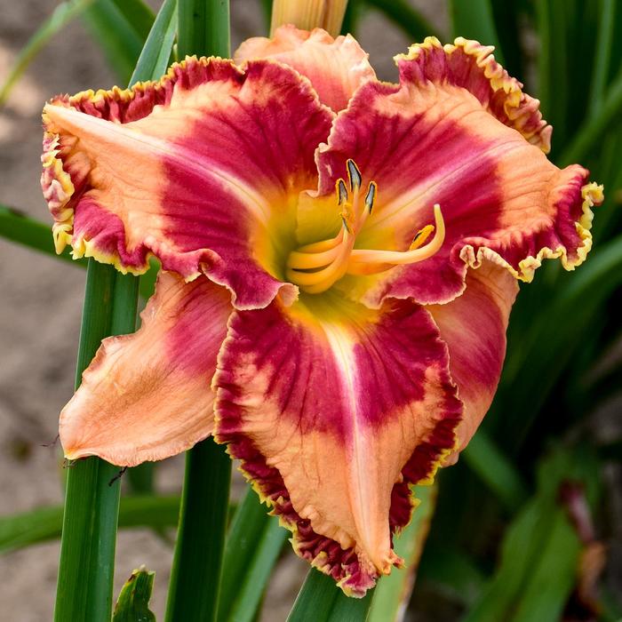 Rainbow Rhythm® 'Lake of Fire' - Hemerocallis (Daylily) from Evans Nursery