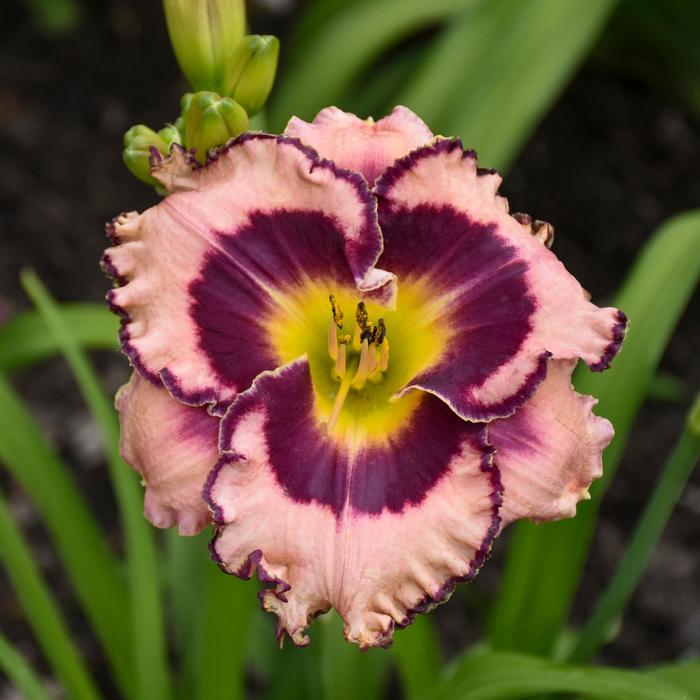 Rainbow Rhythm® 'Sound of My Heart' - Hemerocallis hybrid from Evans Nursery