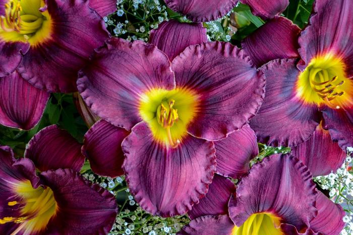 Rainbow Rhythm® Nosferatu - Hemerocallis hybrid from Evans Nursery